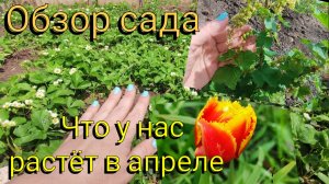 Переехали с ДВ на Кубань 🌞 Обзор сада 🌳 Что у нас растёт в апреле 🍅🫛🍐🍎