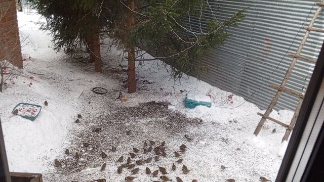 ребята пока не знают как реагировать на норку. смотреть онлайн