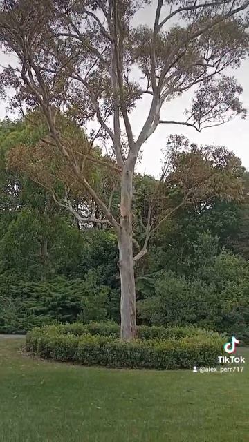 Blue Gum eucalyptus Эвкалипт смотреть онлайн