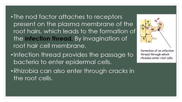 Mechanism of Root nodule formation  Symbiotic nitrogen fixation  A-Z concepts guide