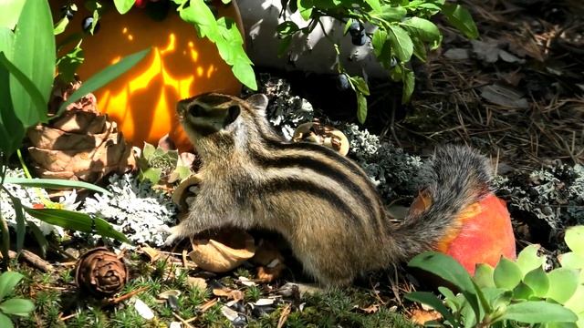 С БУРУНДУКОМ НА СКАЛАХ смотреть онлайн