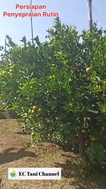 Persiapan Penyepraian Pestisida Jeruk Siam Madu #short #shorts #shorstvideo смотреть онлайн