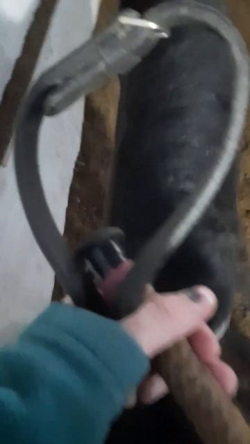 Ласка🍂 #миф #конники #конныймир #конныйспорт #лошади #отпервоголица #верховая_езда #лошадь #ласка смотреть онлайн