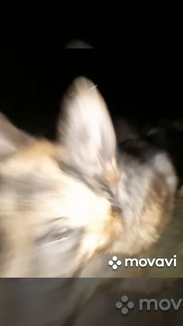 собака Баскервилей🤯 смотреть онлайн