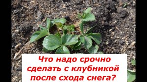 Самая важная подкормка клубники сразу после схода снега #овощи #советы #подкормка #клубника