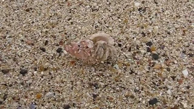 Diogenes-crab смотреть онлайн