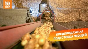 Работа складского оборудования в овощном хозяйстве.На сколько повысилась производительность склада?