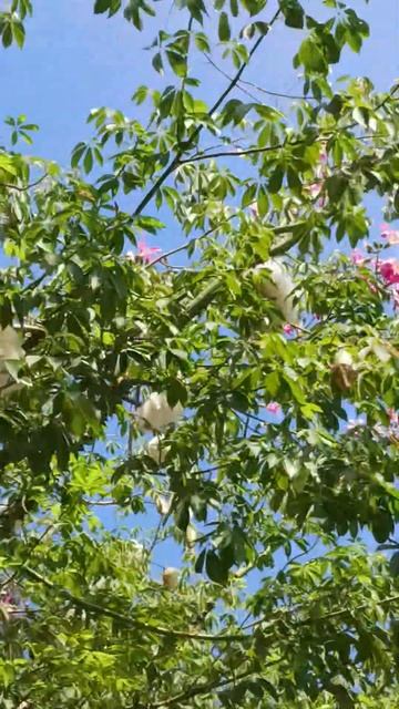 Хлопковые поля не на земле, а на деревьях (Лос Анжелес) смотреть онлайн