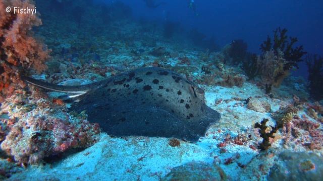 Maldives Emperor Orion 2018 - Diving with Mantas and Sharks - Sony RX 100V 4k смотреть онлайн