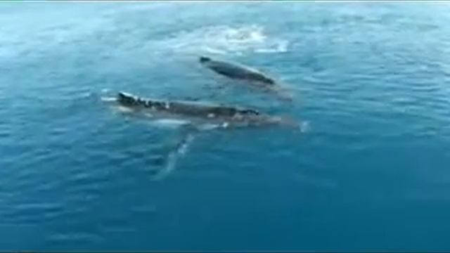 Невероятни Звуци От Китове.flv