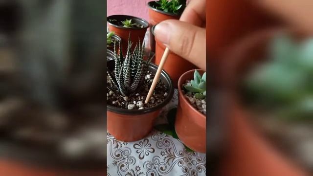 Como cuidar HAWORTHIA ATTENUATA (planta cebra) смотреть онлайн