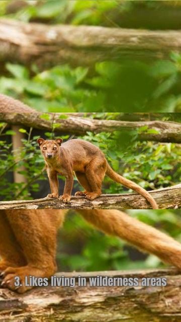 5 Facts about Fossa, Madagascar's Largest Carnivorous Mammal смотреть онлайн