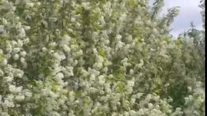 Резеда Юдина - Бер елганың ике ярында