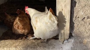 Как избавиться от куриных блох//Содержание кур Мини мясные палевые белохвостые, Бресс Гальцы Украин
