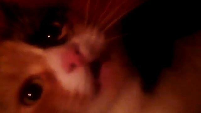 Муррмяу мяу : З смотреть онлайн