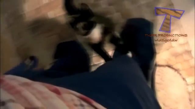 Смешные кошки 2015  V.10 -  Funny Cats 2015 V.10 смотреть онлайн