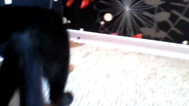 Себа и шишка смотреть онлайн