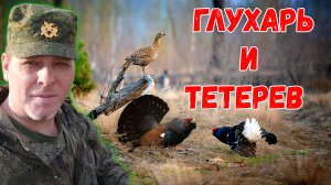 Токование тетерева прервал глухарь. Поединок глухаря и тетерева #ru_kompass