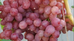 Виноград на нашем участке. Первый опыт и первый урожай.