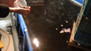 Кормление клариевых сомов.