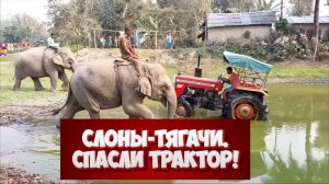 Слоны? Спасли застрявший трактор. Эпичное спасение 🧐👍