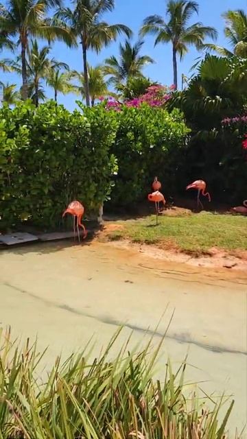 Baha Mar Flamingo Cay смотреть онлайн