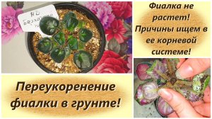 Фиалка не растет! Причины ищем в ее корневой системе! Переукоренение фиалки в грунте!