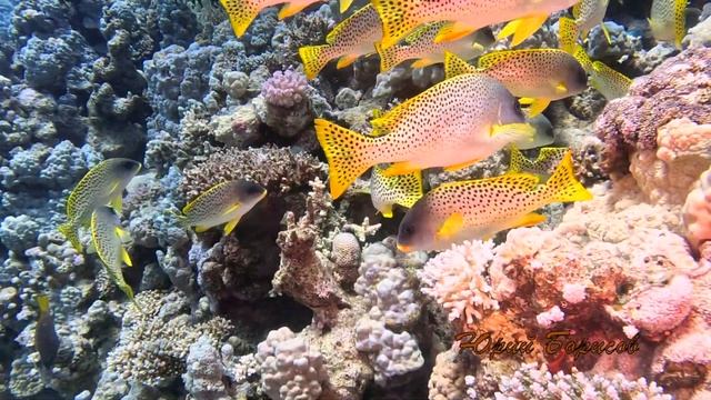 Шарм эш Шейх 05 24 смотреть онлайн