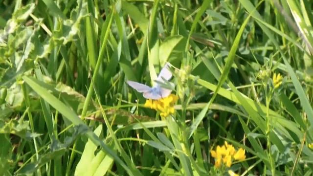 Motyl dzienny modraszek ikarus polyommatus icarus.