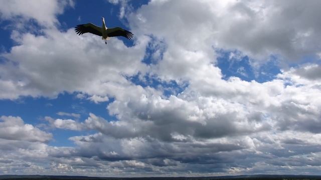 атака аистов смотреть онлайн
