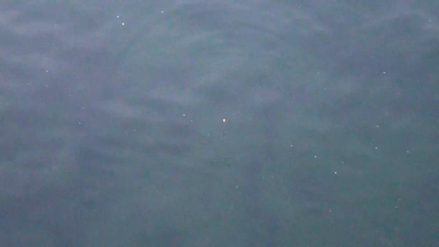 サビキ釣りで小アジ爆釣！　和歌山堤防釣り　釣太郎 смотреть онлайн