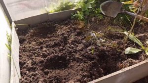 Ремонтантная клубника Елизавета 2. Высаживаю в теплицу. Как посадить и чем удобрить.