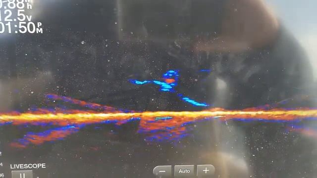 Striped Bass attacking a jig on Garmin Live Scope! смотреть онлайн