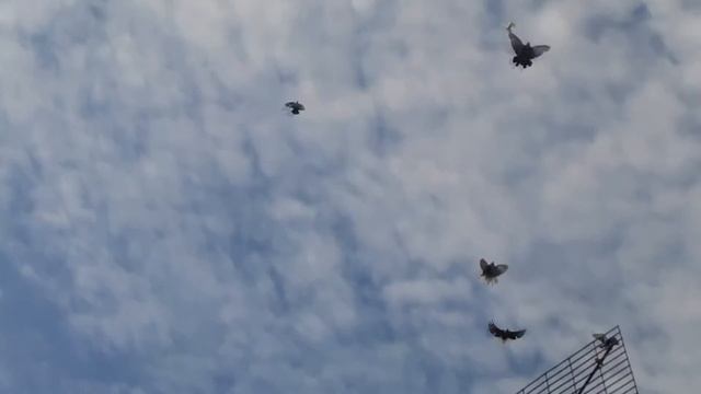 Голуби (лето-осень 2015) смотреть онлайн