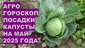 Выбор Лучшего Времени Для Посева Семян Капусты В Мае 2025