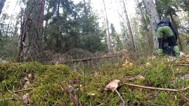 Лесные Похождения| Углубляемся в лес| Нашёл след кабана!!! смотреть онлайн