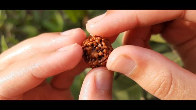 Buy Original Nepali 5 Mukhi Rudraksha # 0578 смотреть онлайн