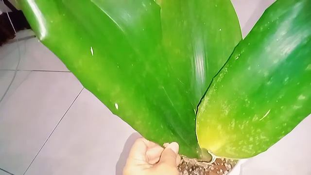 [Sansevieria Midnight Malawi] Day 49 with my Sansevieria Dracaena year end plant journey смотреть онлайн