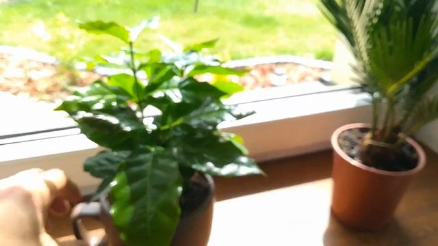 Hity z biedronki Kawa Arabica Cycas Revoluta