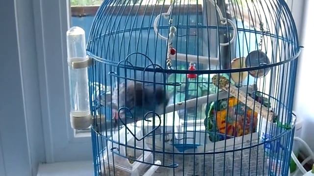 Первое купание Кеши! смотреть онлайн