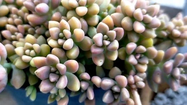 Succulent Shopping Time  Giveaways  for our Personal Succulent Collection