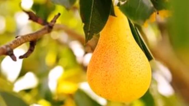 Бедовые груши смотреть онлайн