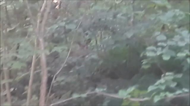 В мире животных смотреть онлайн