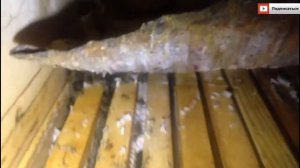 Зимовка пчёл в кассетном пчелопавильоне!