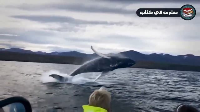 أقوى 8 هجمات القرش المخيفة التي تعرض لها البشر.. لحظات لو لم يتم تصويرها لما صدقها أحد !!! смотреть онлайн