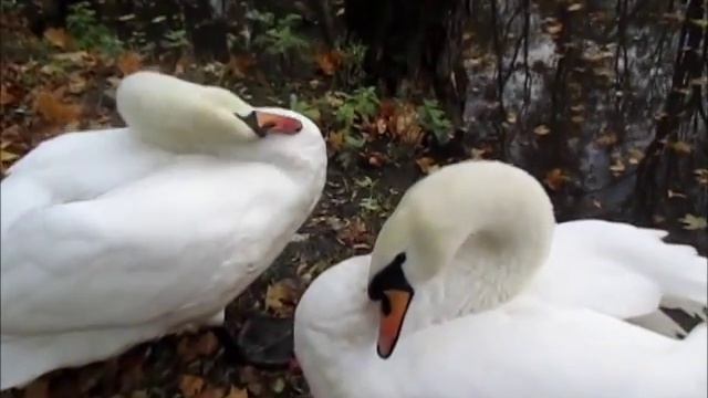 ШИХАНЫ 2 смотреть онлайн