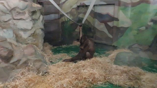 Орангутаны Мишель и Бату 25.03.2021 смотреть онлайн