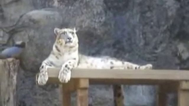 Snow leopard sits Zen, practicing mindfulness meditation смотреть онлайн