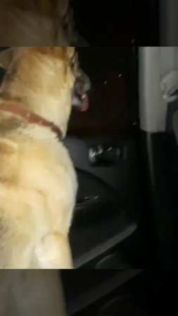 Шакиру вернули в приют , через 1,5 года домашней жизни.