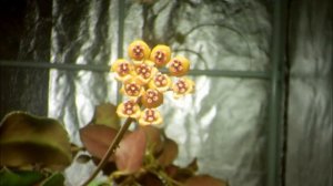 Just the Flowers Ma'am! Hoya waymaniae